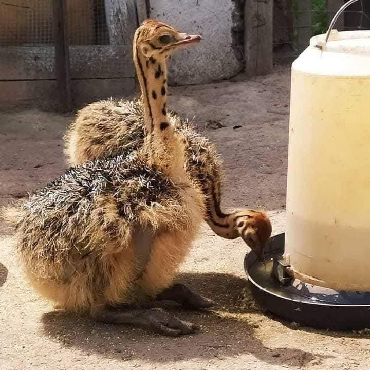 Almanara Exports Gallery Image